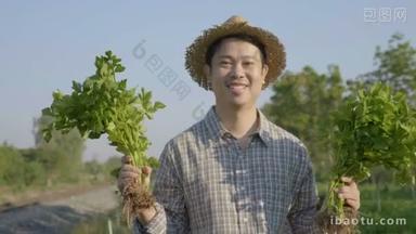 慢动作4k 快乐亚洲农民在有机农场收获新鲜蔬菜